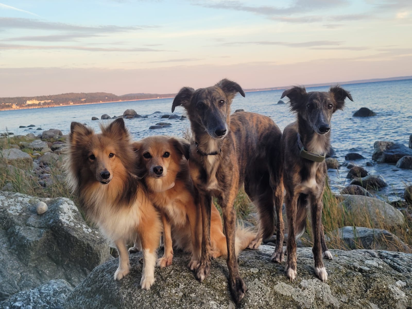 Fell-Familie Birkenbeul – Hund zu Gast in einer Ferienwohnung in Binz