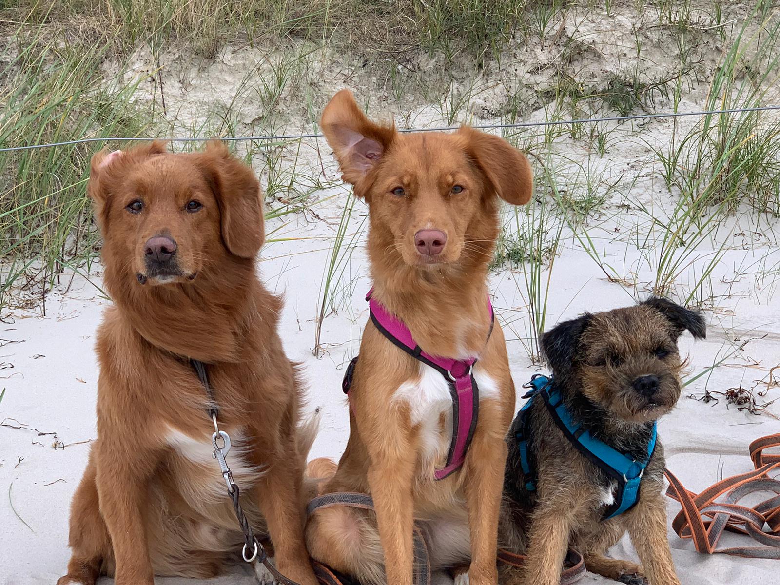 Elmo, Netti und  Enzo – Hund zu Gast in einer Ferienwohnung in Binz