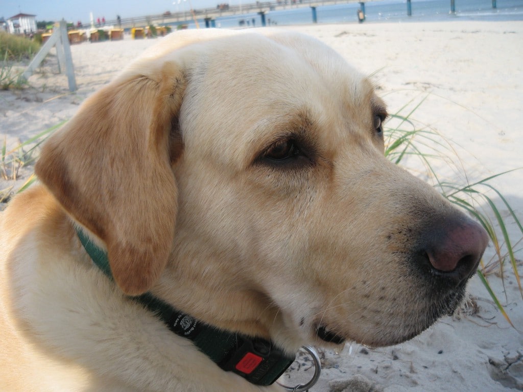Luis – Hund zu Gast in einer Ferienwohnung in Binz