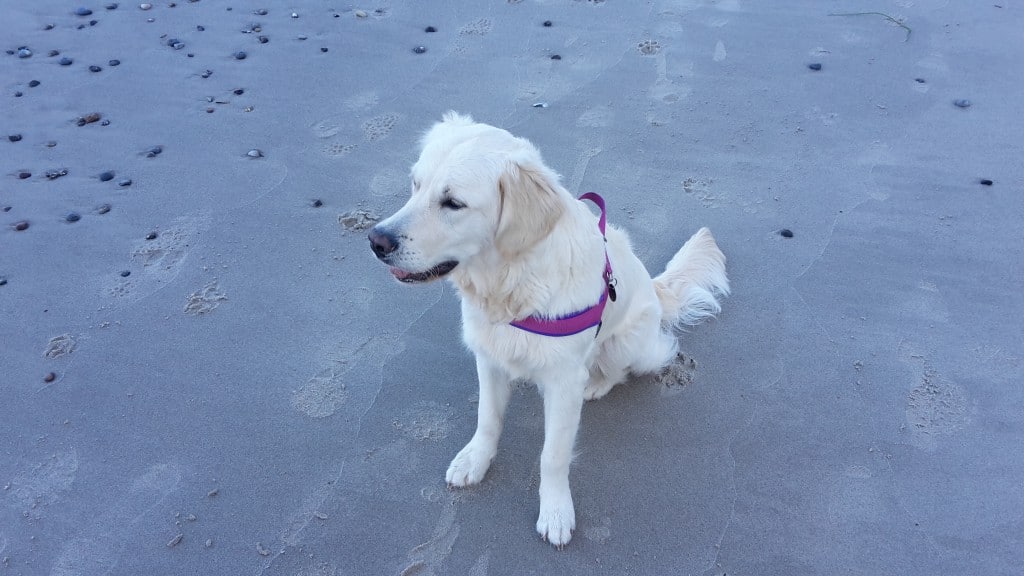 Frida – Hund zu Gast in einer Ferienwohnung in Binz