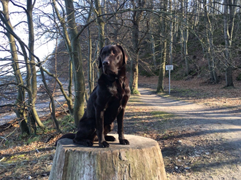 Lea – Hund zu Gast in einer Ferienwohnung in Binz