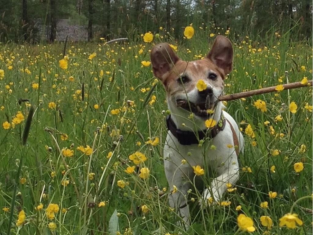 Aldo – Hund zu Gast in einer Ferienwohnung in Binz
