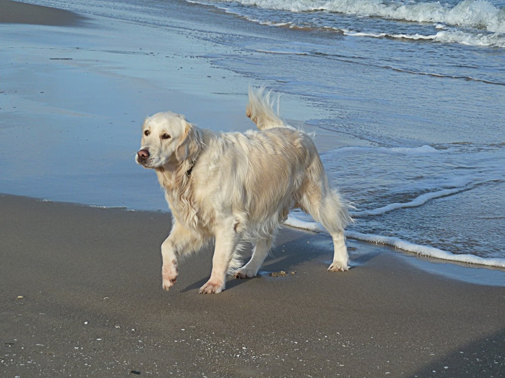 Stella – Hund zu Gast in einer Ferienwohnung in Binz