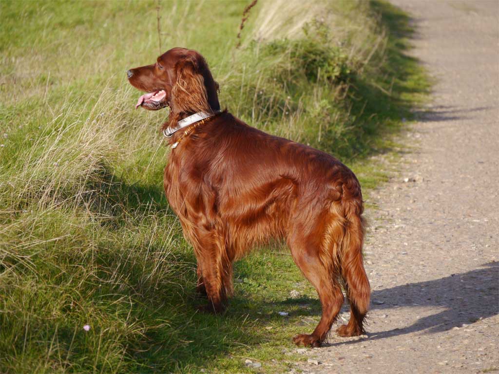 Earl – Hund zu Gast in einer Ferienwohnung in Binz