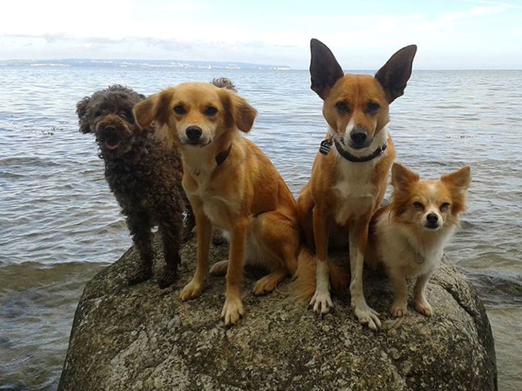 Birkenbeul Bande – Hund zu Gast in einer Ferienwohnung in Binz