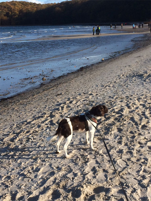 Chiara – Hund zu Gast in einer Ferienwohnung in Binz