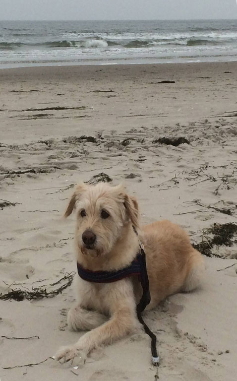 Luna – Hund zu Gast in einer Ferienwohnung in Binz