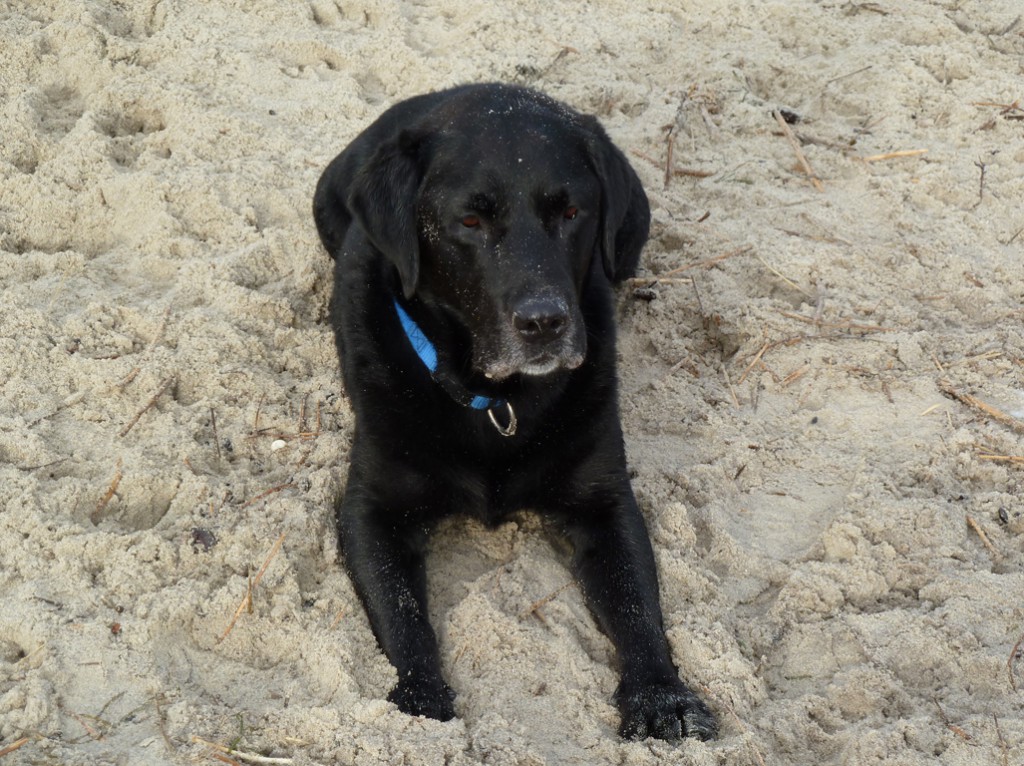 Lenny – Hund zu Gast in einer Ferienwohnung in Binz