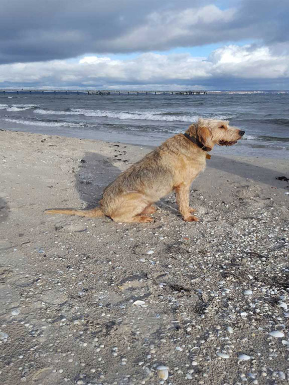 Firmin – Hund zu Gast in einer Ferienwohnung in Binz