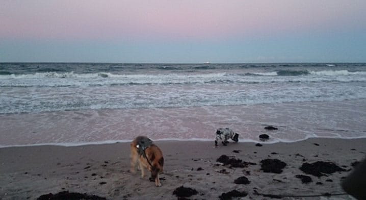 Maja & Amy – Hund zu Gast in einer Ferienwohnung in Binz