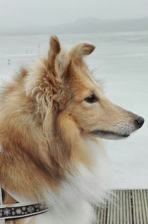 Ginger – Hund zu Gast in einer Ferienwohnung in Binz