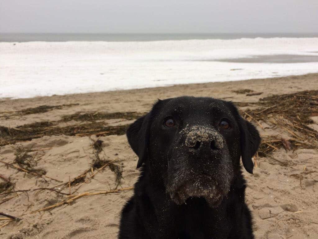 Ole – Hund zu Gast in einer Ferienwohnung in Binz