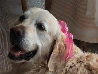 Emily – Hund zu Gast in einer Ferienwohnung in Binz