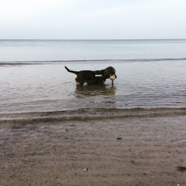 Mr. Summer – Hund zu Gast in einer Ferienwohnung in Binz