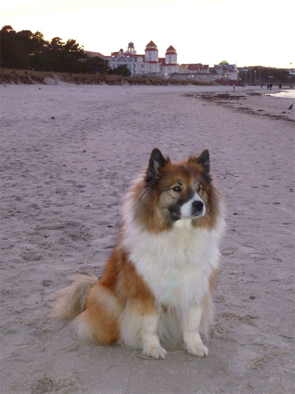 Elodie – Hund zu Gast in einer Ferienwohnung in Binz