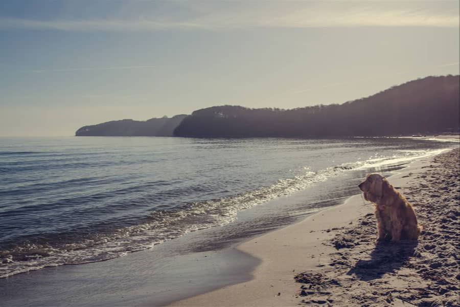 Della – Hund zu Gast in einer Ferienwohnung in Binz