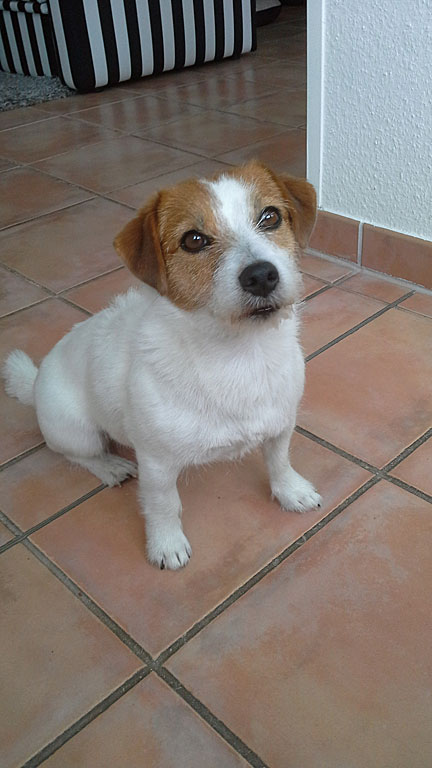 Lilly – Hund zu Gast in einer Ferienwohnung in Binz