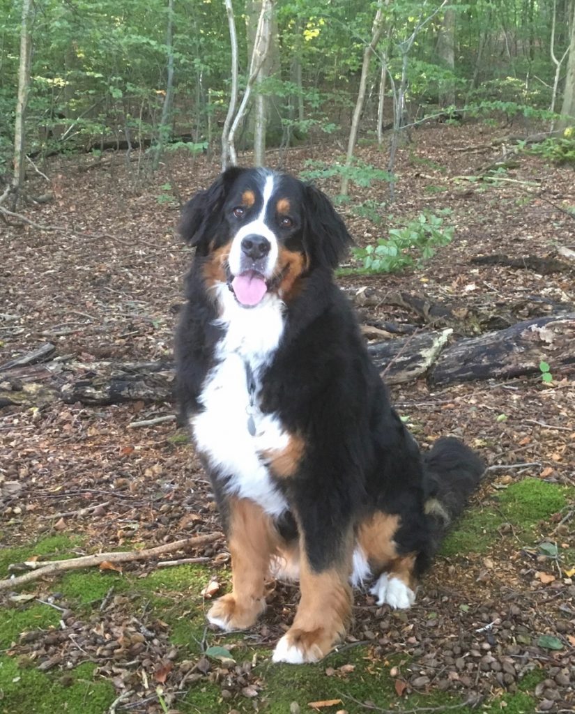 Cara-Mia – Hund zu Gast in einer Ferienwohnung in Binz