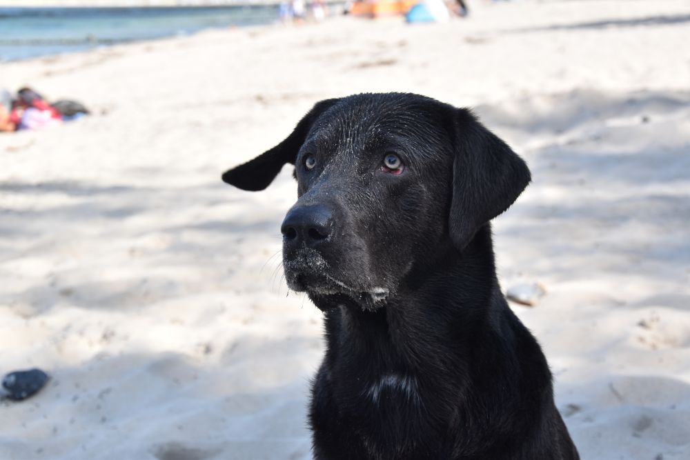 Chuck – Hund zu Gast in einer Ferienwohnung in Binz