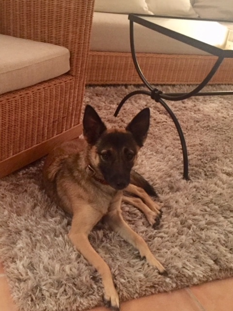 Lisa – Hund zu Gast in einer Ferienwohnung in Binz