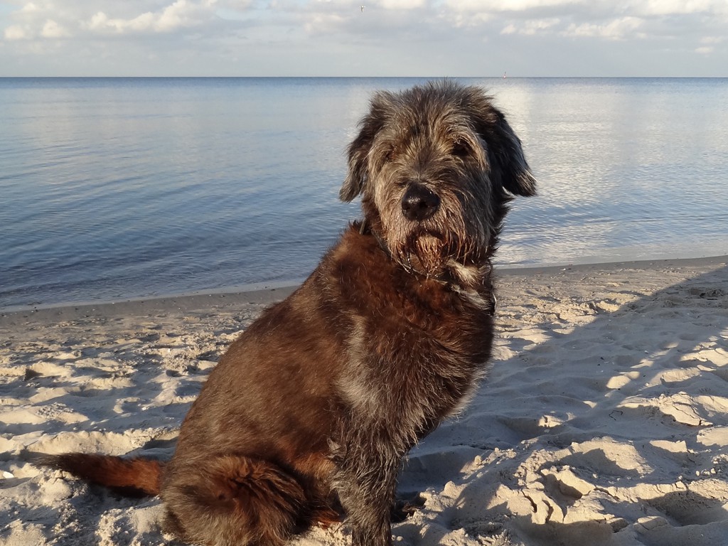 Bonny – Hund zu Gast in einer Ferienwohnung in Binz