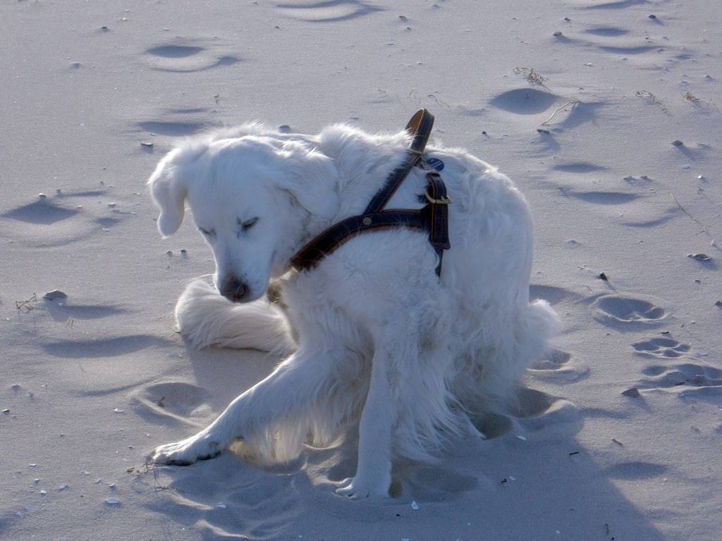 Chili – Hund zu Gast in einer Ferienwohnung in Binz