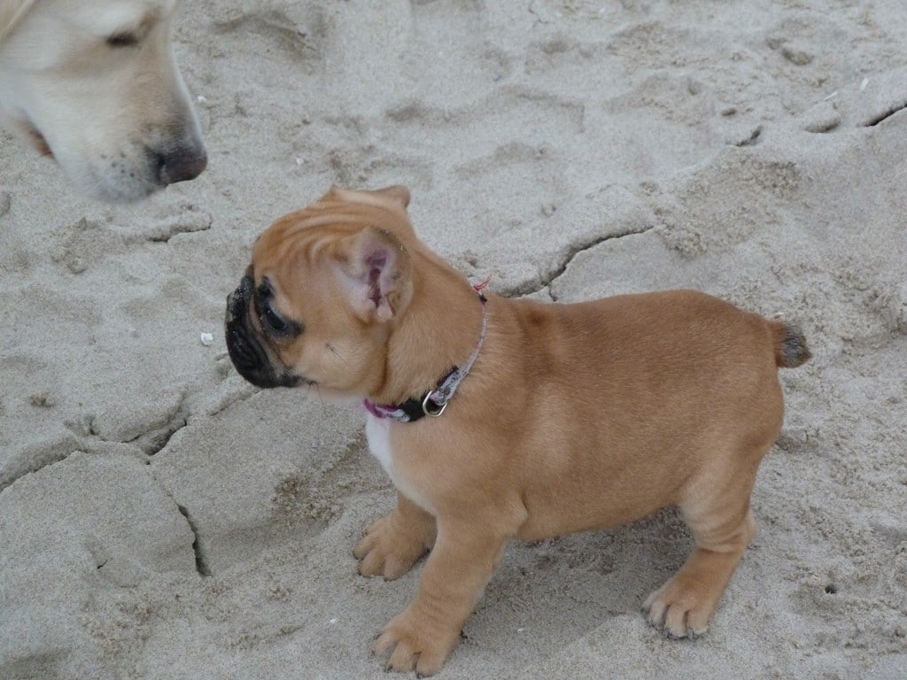 Hugo – Hund zu Gast in einer Ferienwohnung in Binz