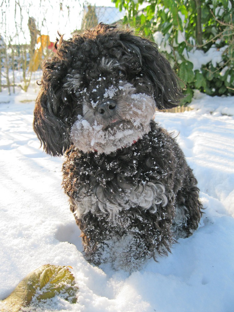 Hibby – Hund zu Gast in einer Ferienwohnung in Binz