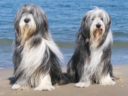 Umba & Leo – Hund zu Gast in einer Ferienwohnung in Binz