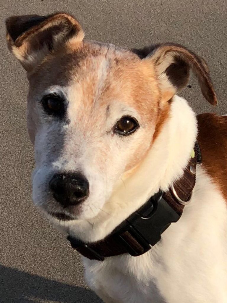 Aldo – Hund zu Gast in einer Ferienwohnung in Binz