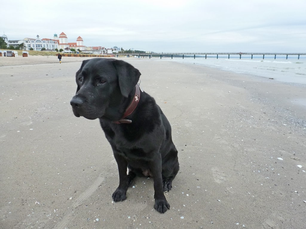 Tess – Hund zu Gast in einer Ferienwohnung in Binz