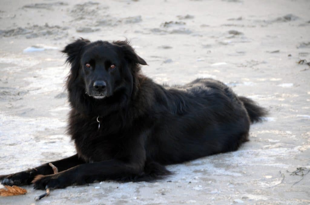 Henrike – Hund zu Gast in einer Ferienwohnung in Binz