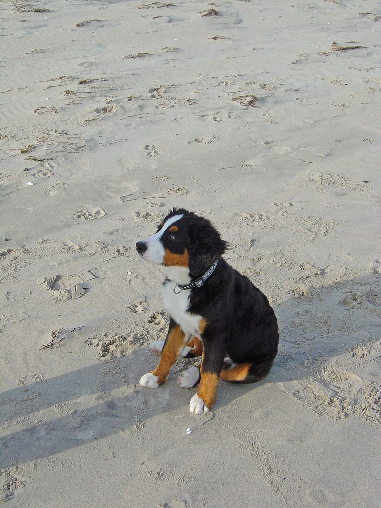 Lulu – Hund zu Gast in einer Ferienwohnung in Binz