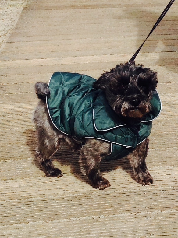 Elli – Hund zu Gast in einer Ferienwohnung in Binz