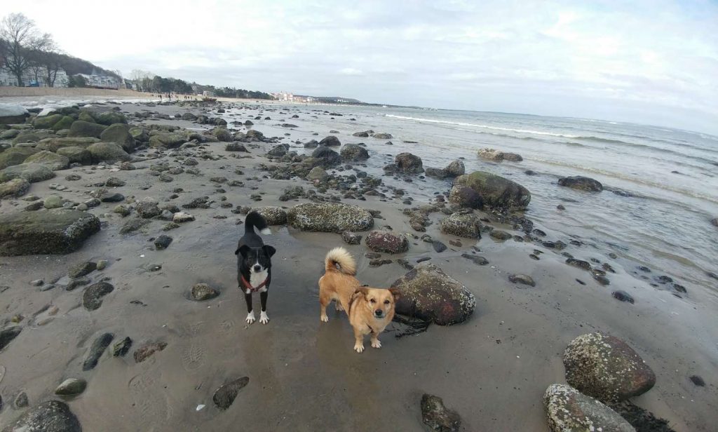 Leni und Violetta – Hund zu Gast in einer Ferienwohnung in Binz
