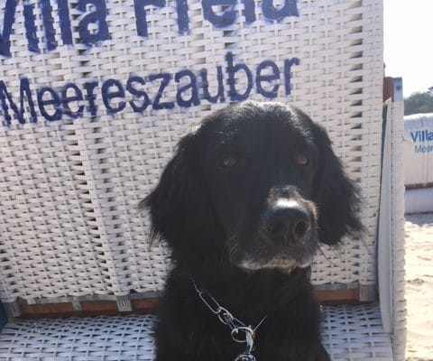 Etano – Hund zu Gast in einer Ferienwohnung in Binz