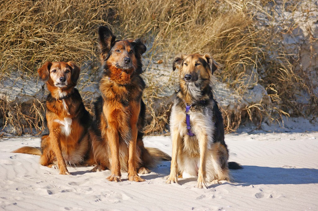 Ruby, Chienne & Elise – Hund zu Gast in einer Ferienwohnung in Binz