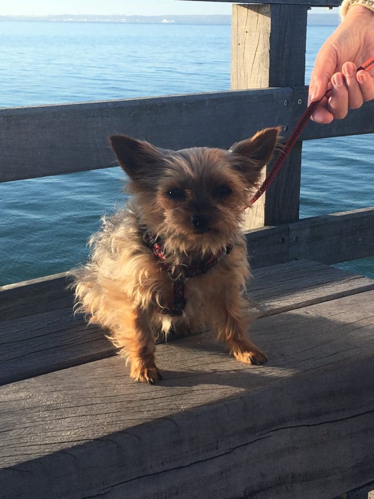 Fabi – Hund zu Gast in einer Ferienwohnung in Binz