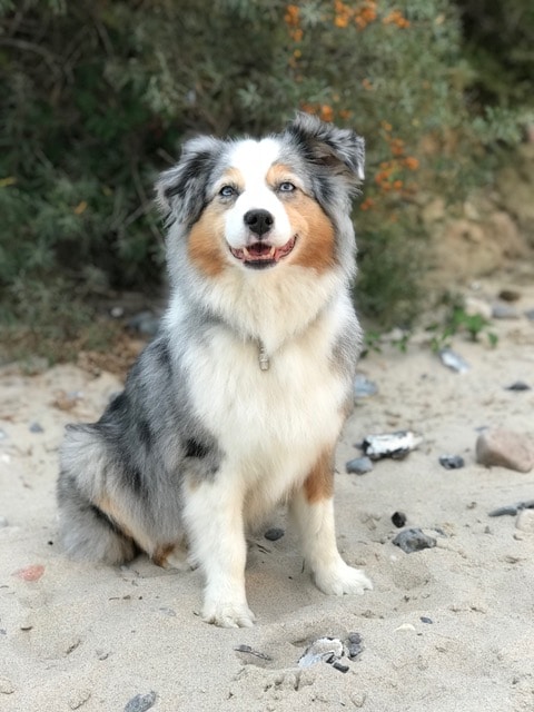 Diva – Hund zu Gast in einer Ferienwohnung in Binz