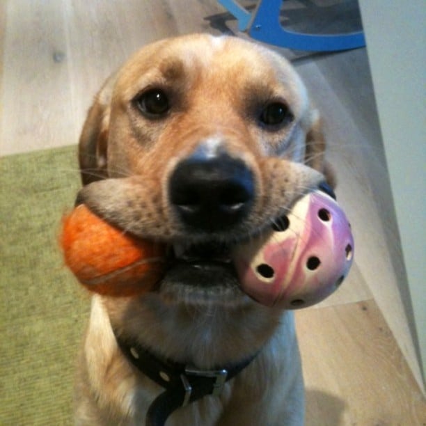 Socke – Hund zu Gast in einer Ferienwohnung in Binz