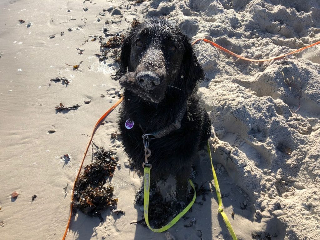 Lotte ( schwarz) und Reeva (braun) – Hund zu Gast in einer Ferienwohnung in Binz
