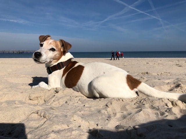 Aldo – Hund zu Gast in einer Ferienwohnung in Binz