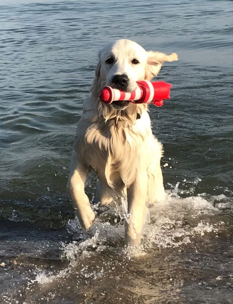 Lizzy – Hund zu Gast in einer Ferienwohnung in Binz
