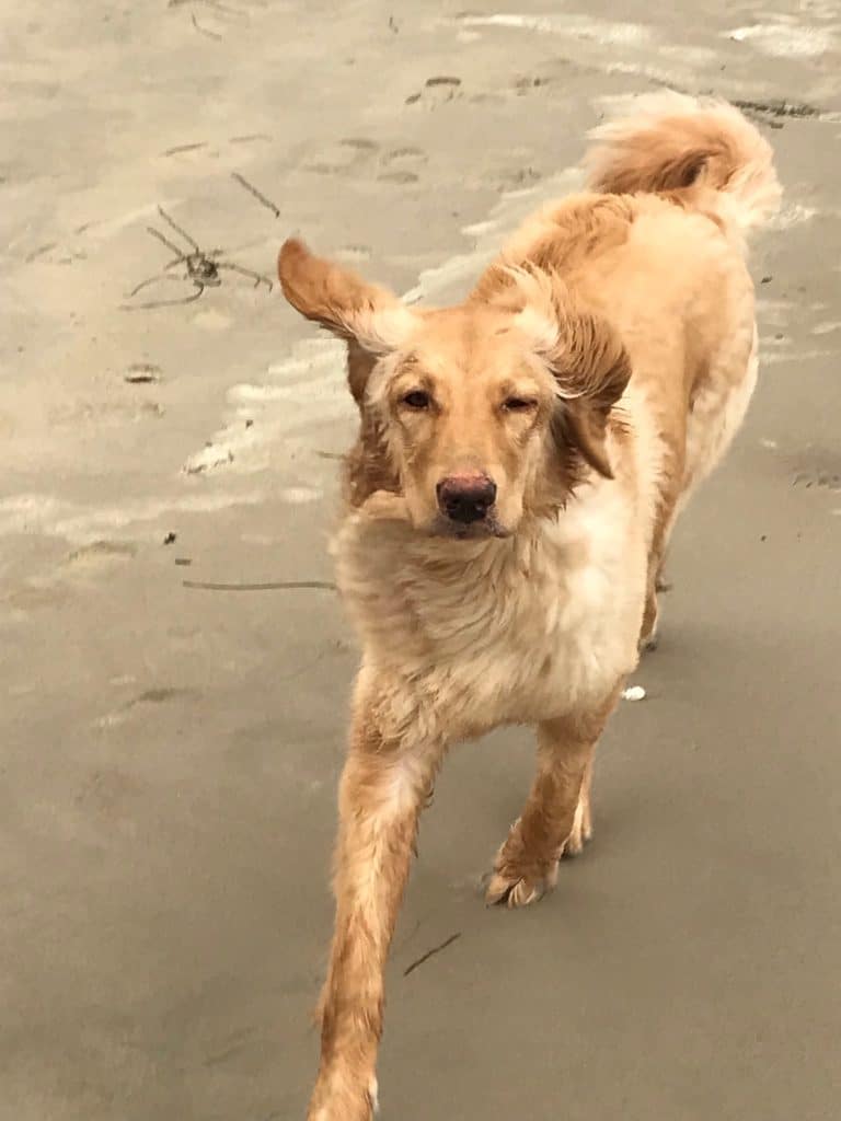 Alma – Hund zu Gast in einer Ferienwohnung in Binz