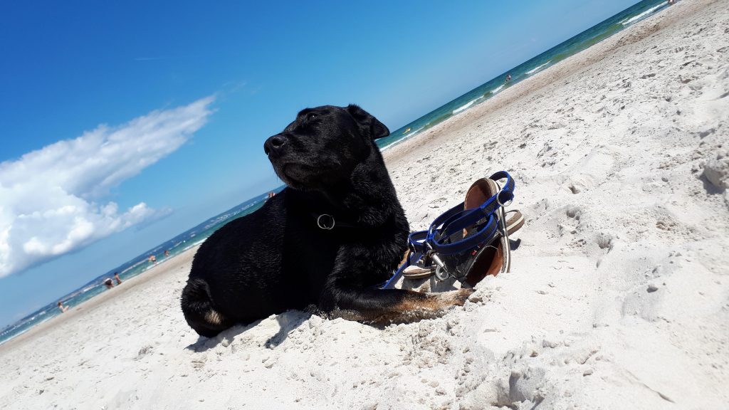 Danke für den schönen Urlaub + Bilder Fellnasengallerie – Hund zu Gast in einer Ferienwohnung in Binz