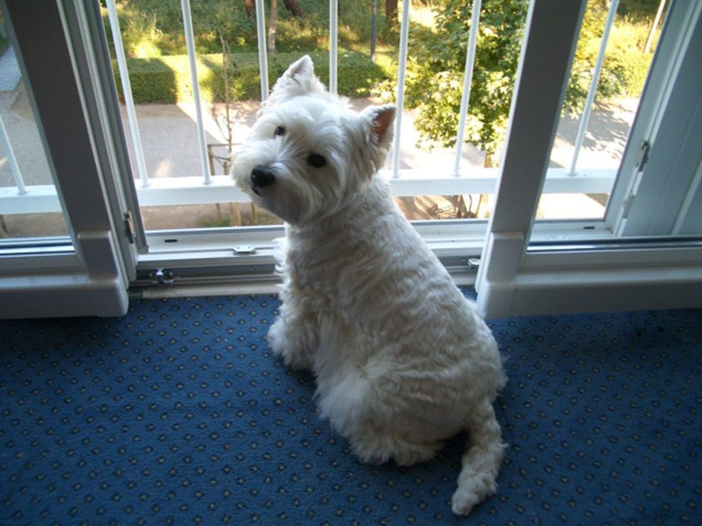 Paddy – Hund zu Gast in einer Ferienwohnung in Binz