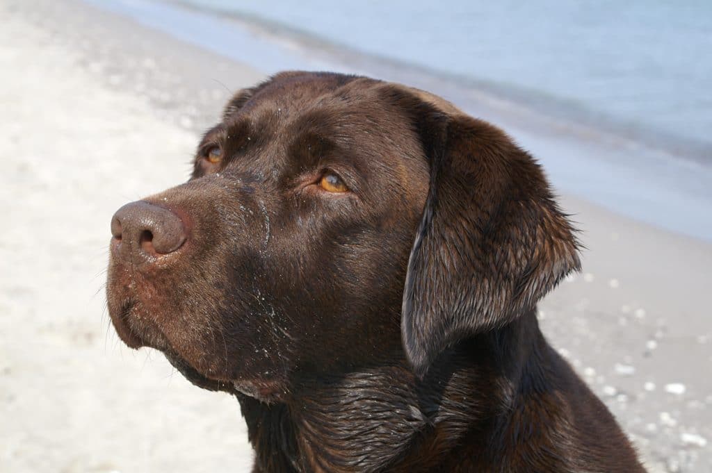 Kimba – Hund zu Gast in einer Ferienwohnung in Binz