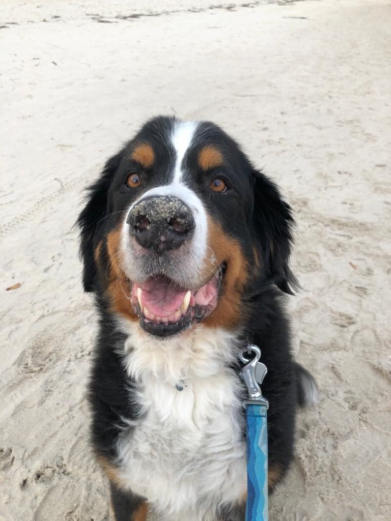 Becks – Hund zu Gast in einer Ferienwohnung in Binz