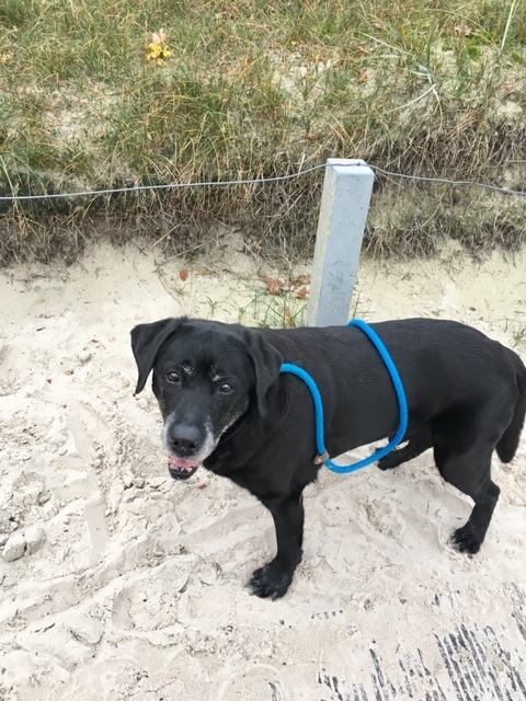 Quando – Hund zu Gast in einer Ferienwohnung in Binz