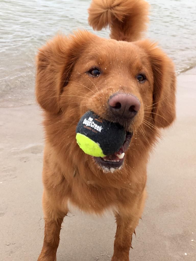 Elmo – Hund zu Gast in einer Ferienwohnung in Binz